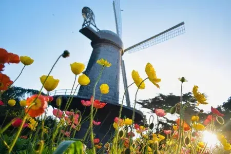 beneath one of Golden Gate Park's famous windmills.